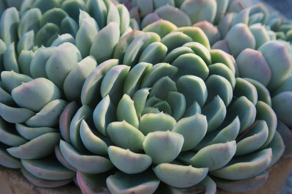 plant nature rock plant plants
