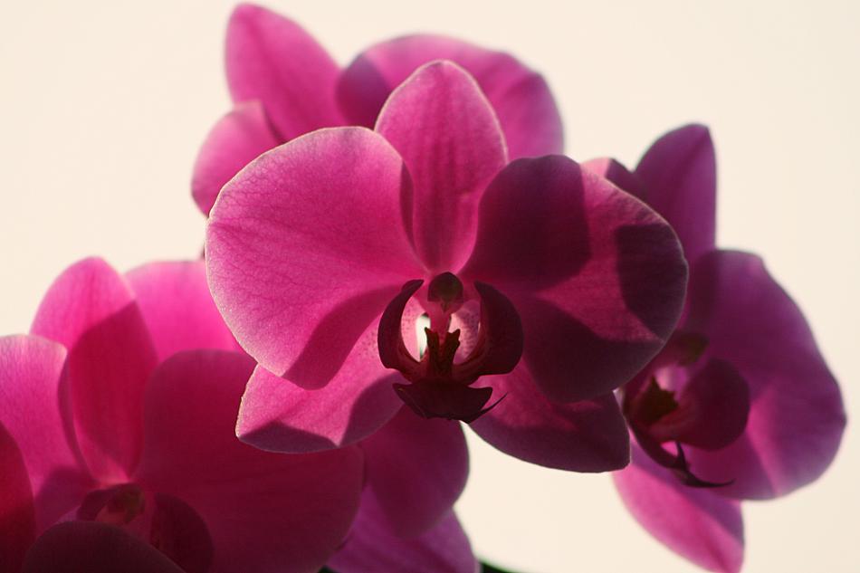 Flower Plant Petal