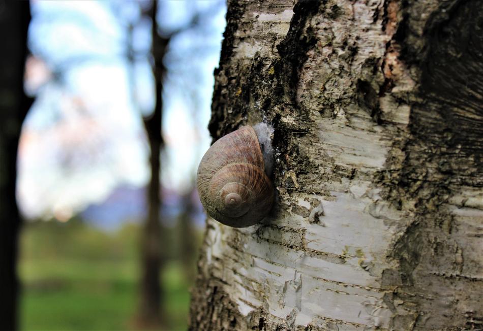 Snail Nature Animal