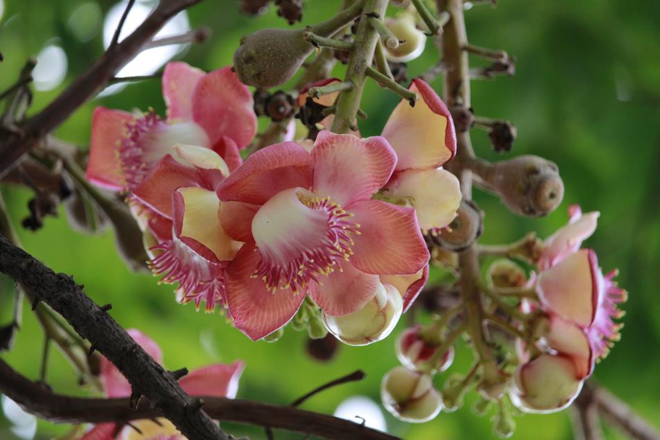 a beautiful plant with fruit on the tree
