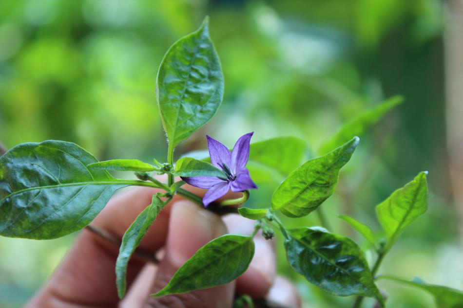 Leaf Nature Flora
