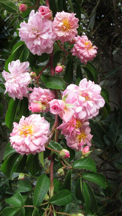 Flower Flora Garden