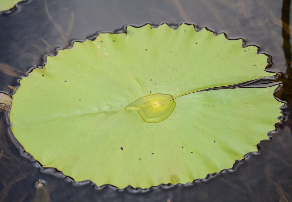 Desktop Flora Leaf