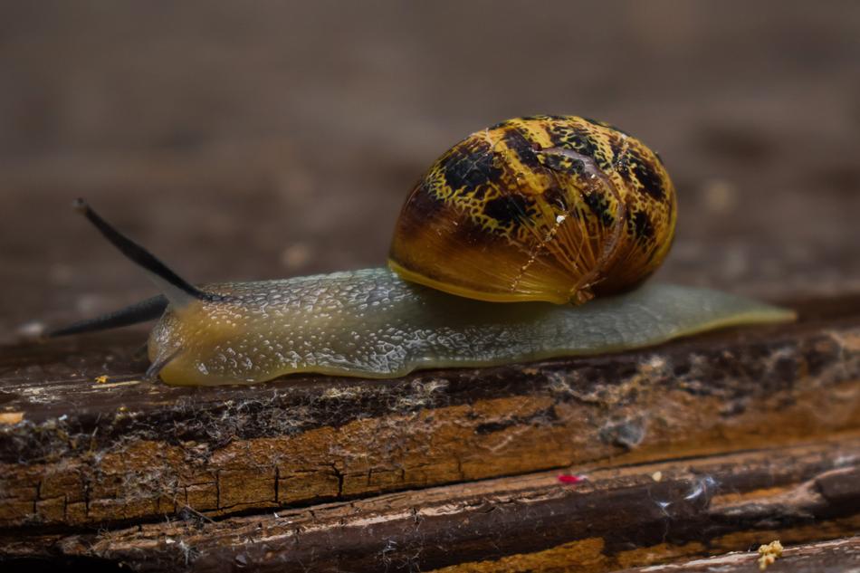 a snail crawls across a wooden floor