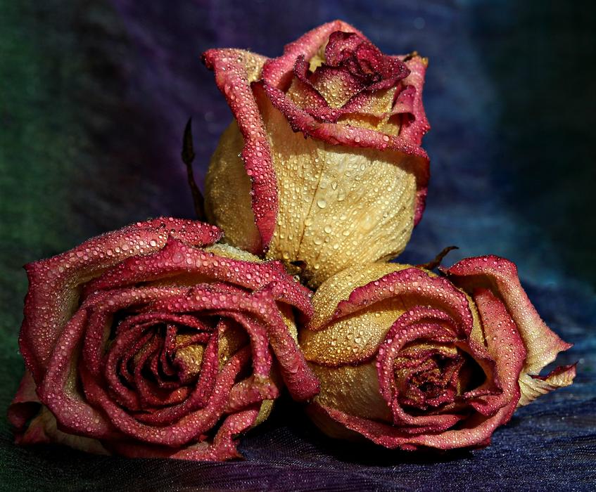 Rose Red Yellow