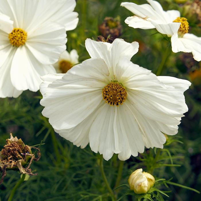 Cosmos Flowers Summer