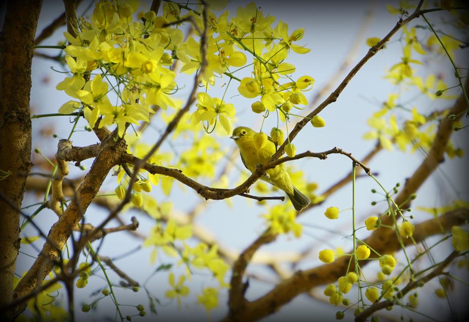 Tree Branch Nature