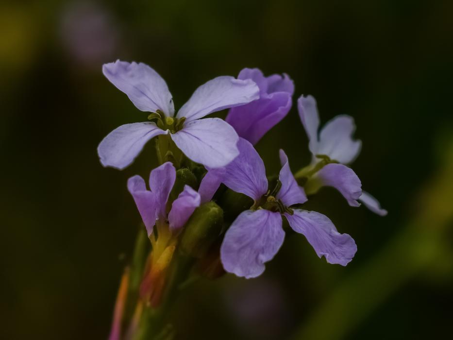 Wildflower Purple Flower