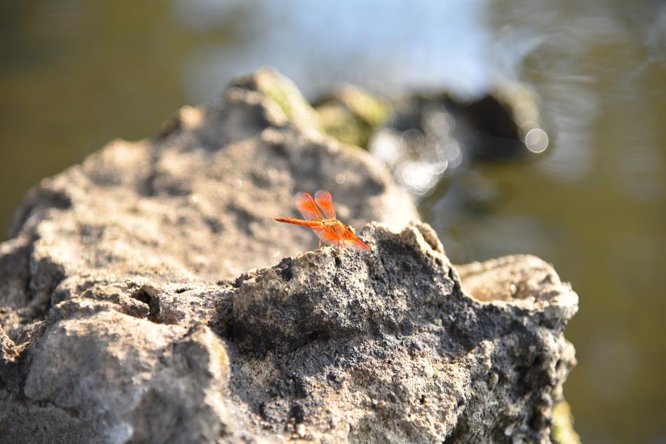 Nature Rock Stone