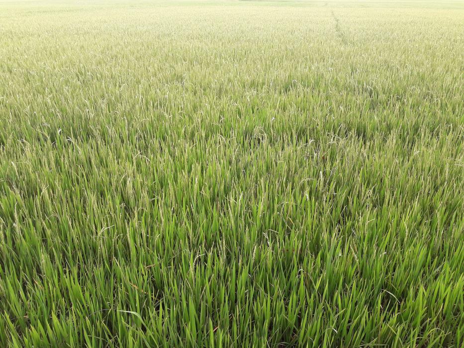 fresh green grass in the field