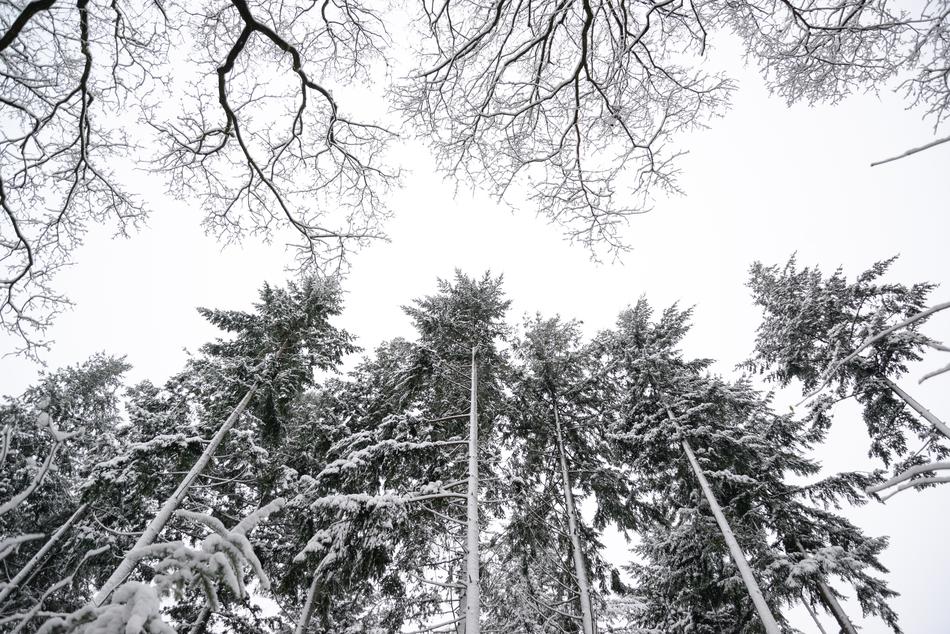 Pine Trees Winter White