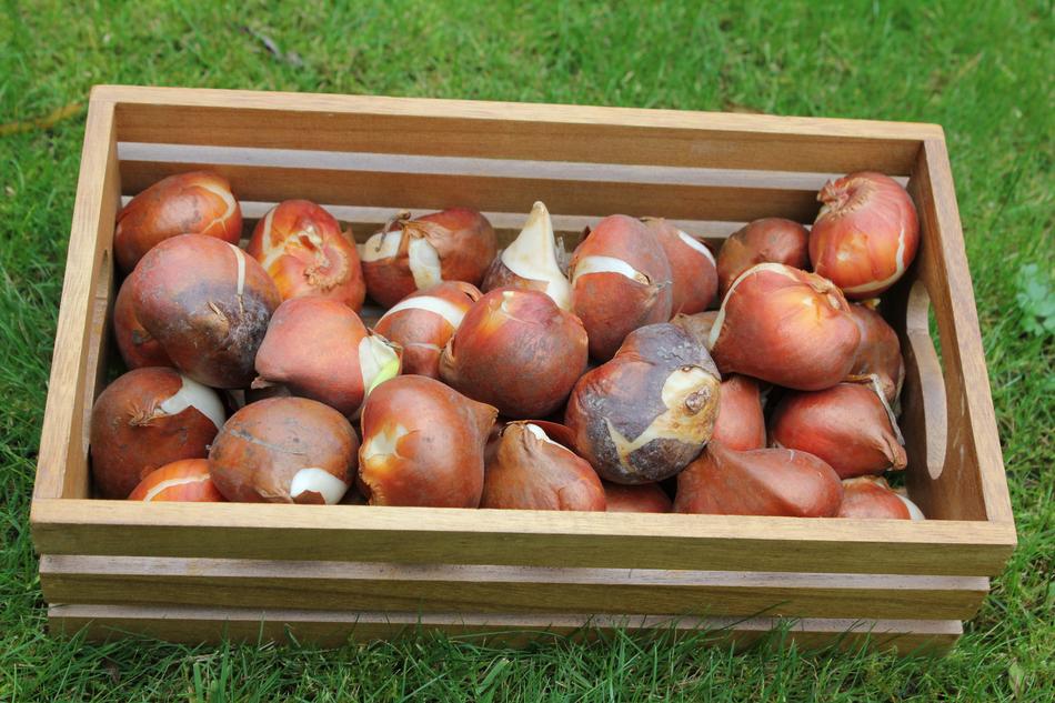 Flower Bulbs Tulips