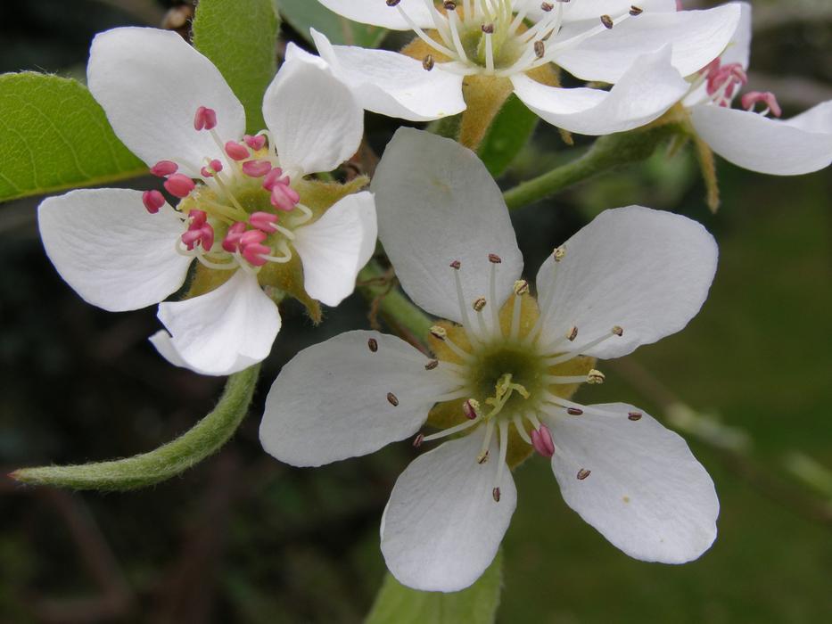 Spring Fruit Malus