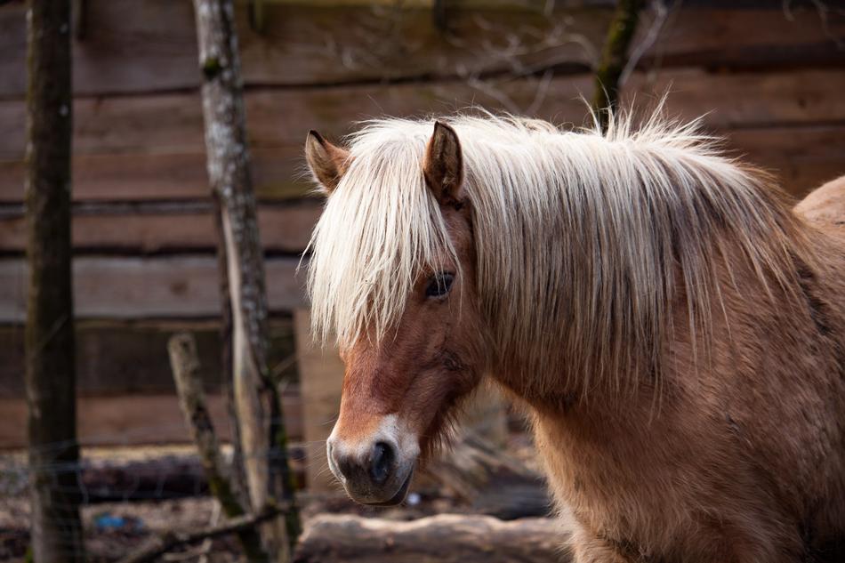 Pony Horse Nature