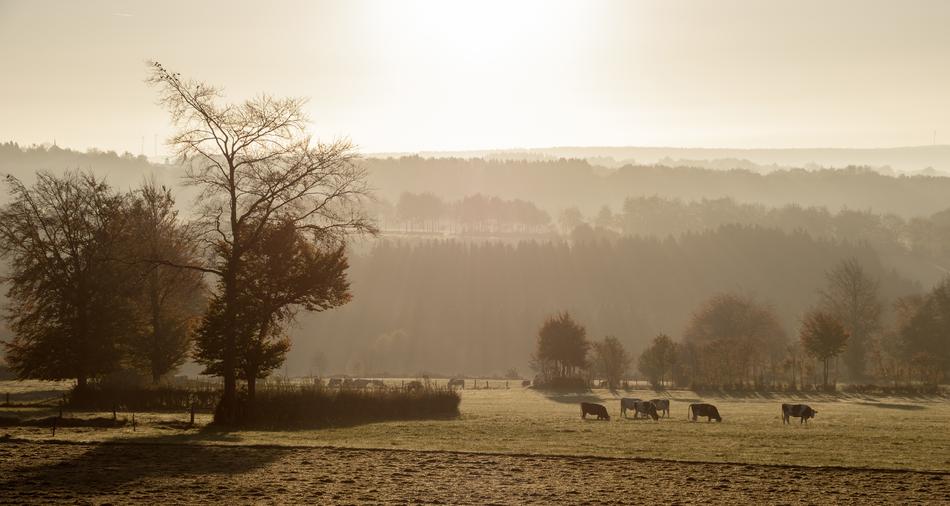 Fog Sunrise Cows