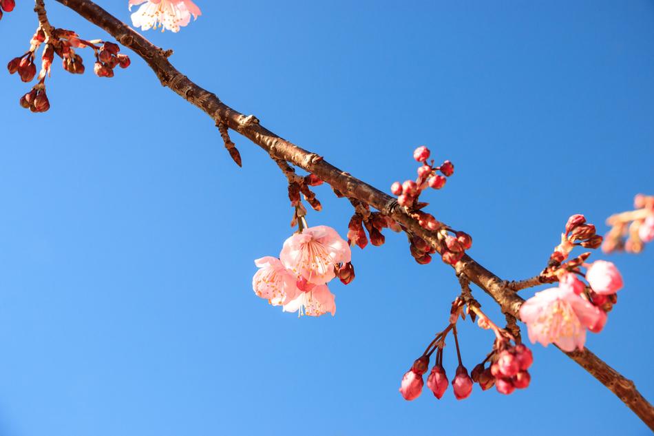 Branch Cherry Wood Tree