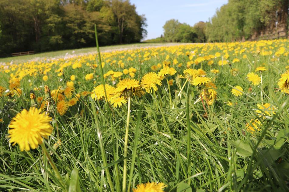 Flower Field Nature
