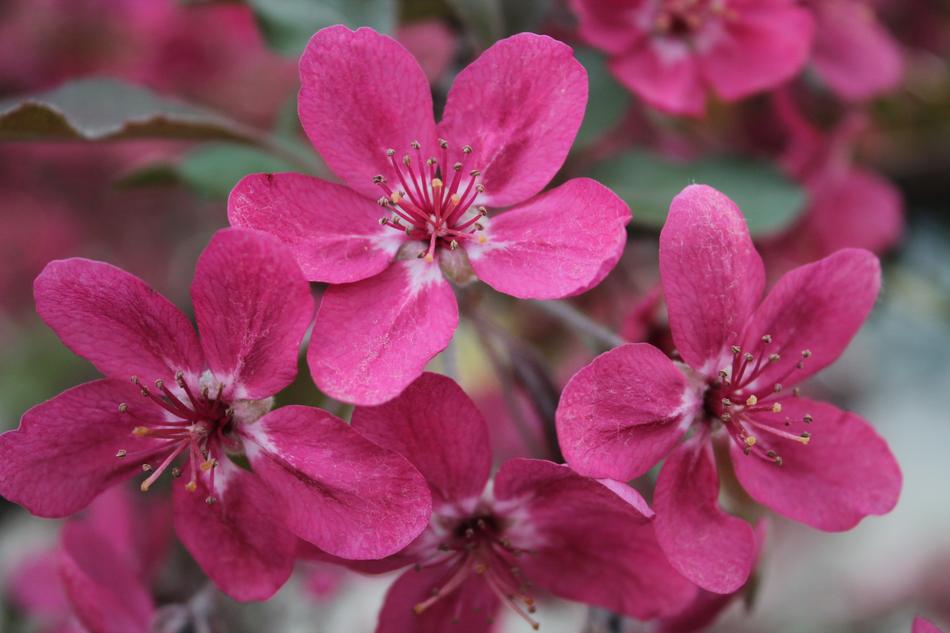 Flower Nature Plant
