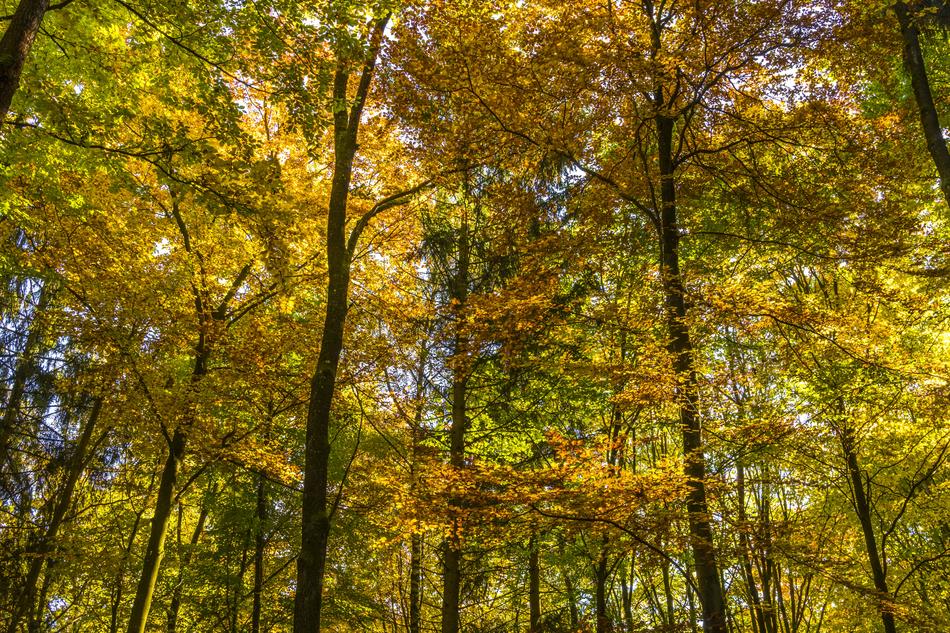 Canopy Autumn Forest
