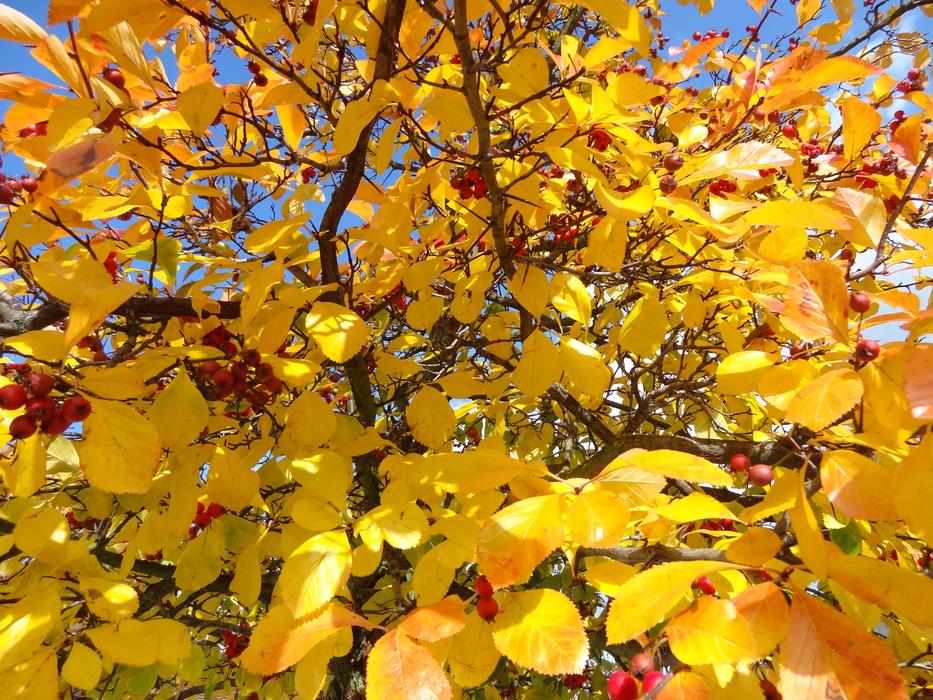 Beauty Autumn Nature