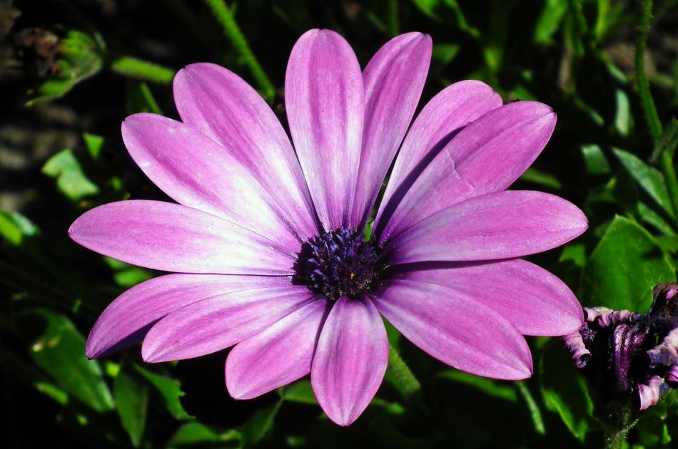 plant purple flower beautiful