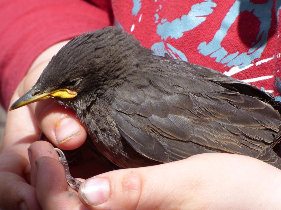 Starling Sturnus Vulgaris