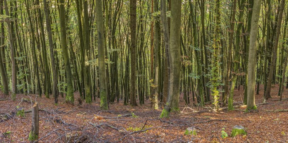 Forest Header Background Web