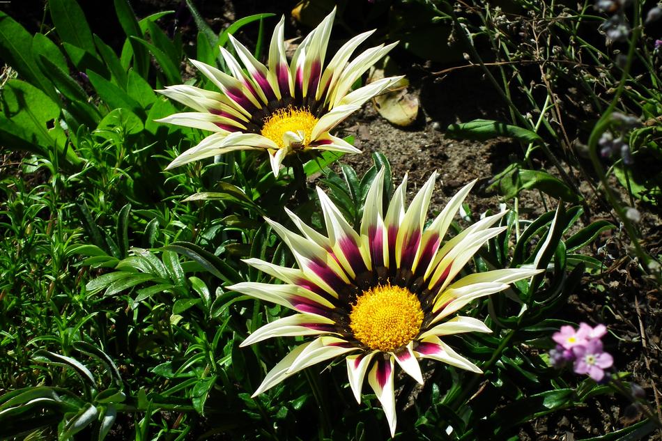 Nature Plant Summer