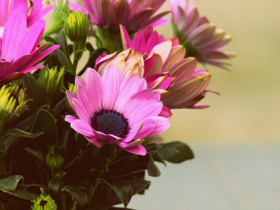 Flower Plant Nature