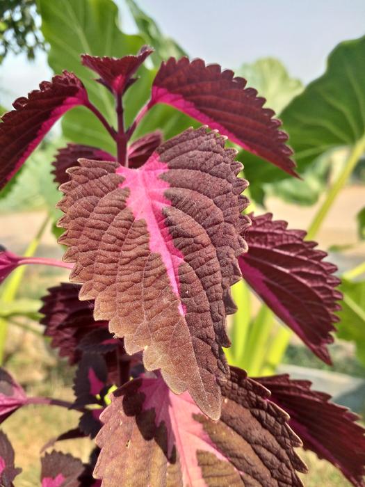 Leaf Leaves Shades