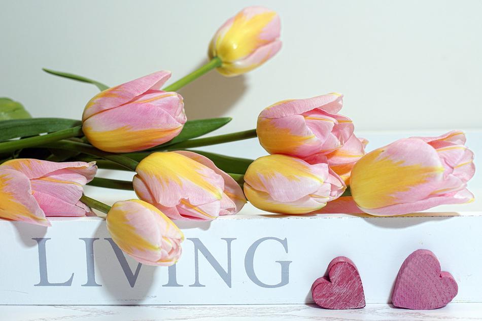 Tulips Spring Joy Of Life