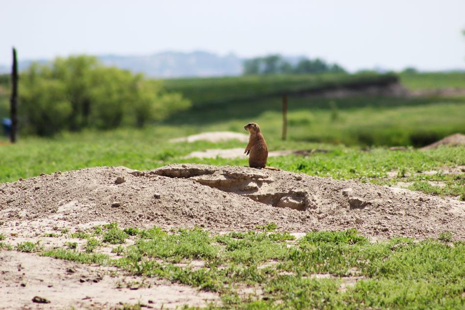 a groundhog walking in a field
