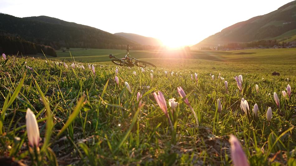 Nature Grass Flower