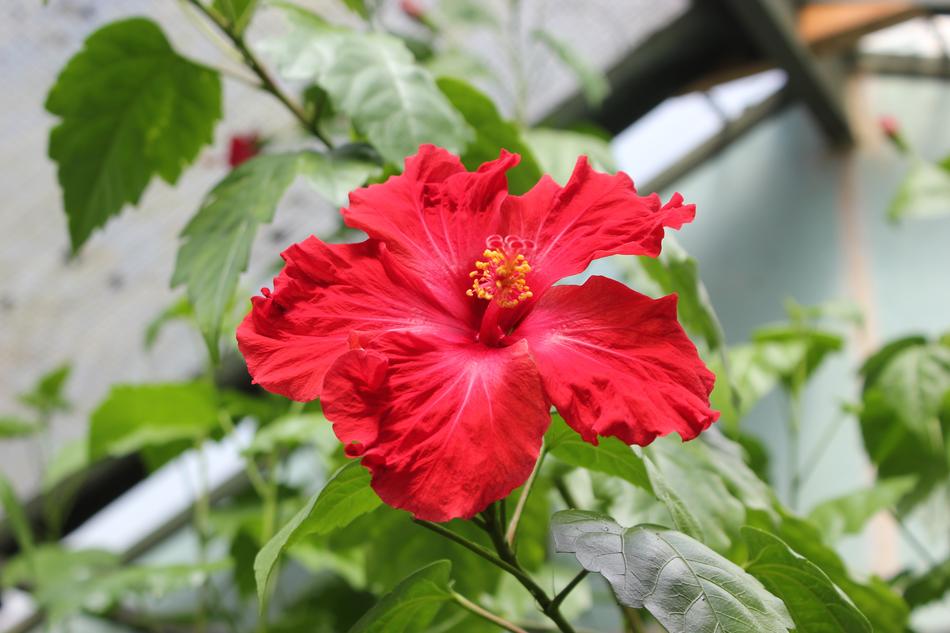 Flora Nature Flower