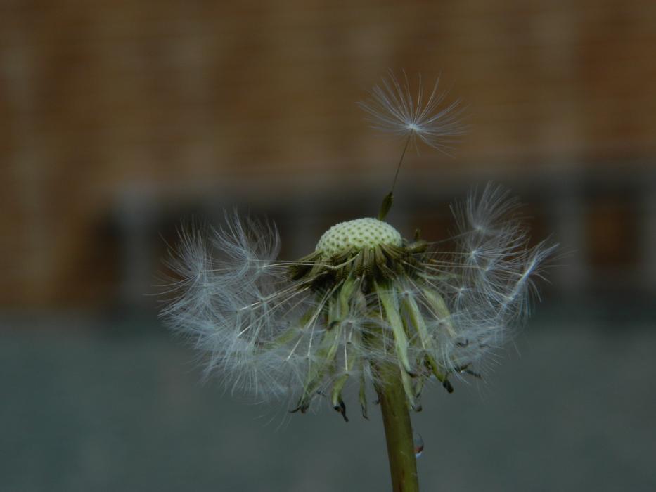 Nature No Person Close-Up