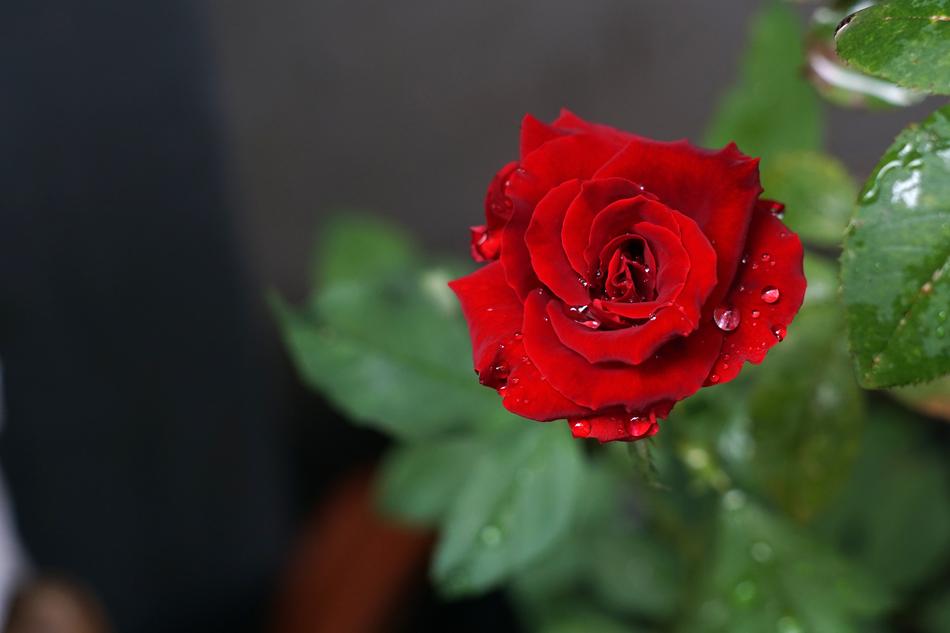 red rose on green leaves