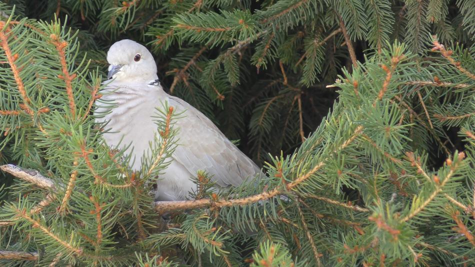 Winter Tree Pine