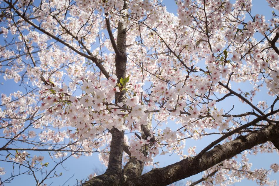 Sakura Japan Spring