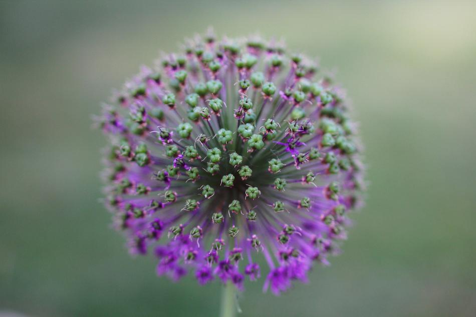 Flower Flora Nature