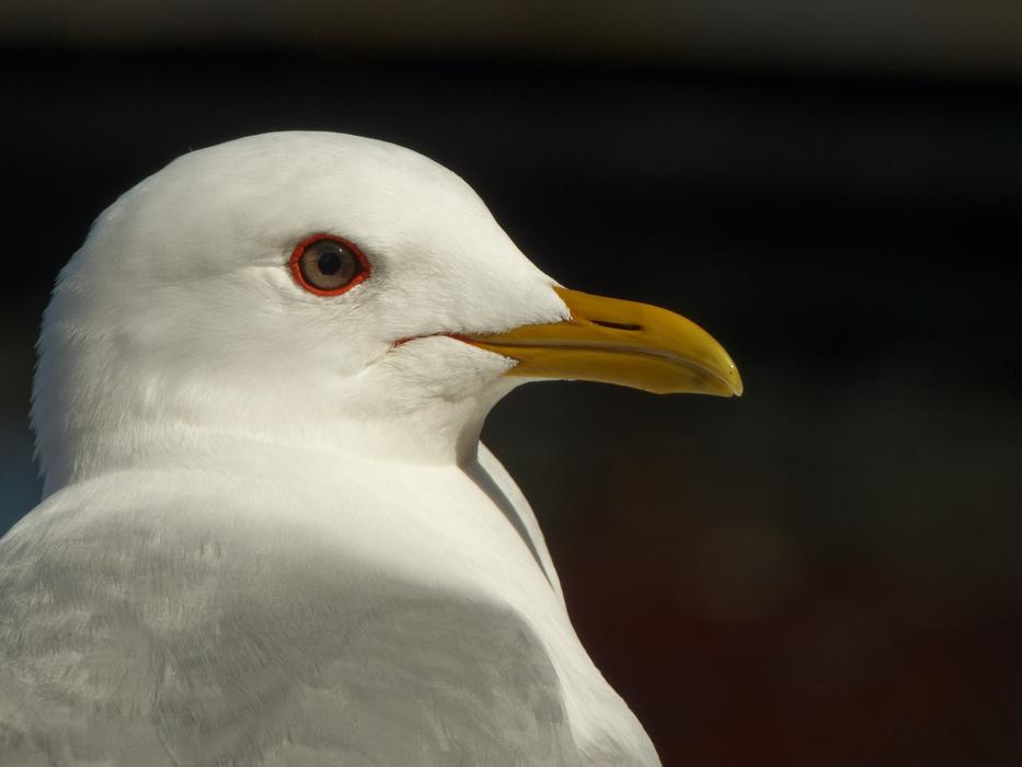Seagull Lofoten Norway