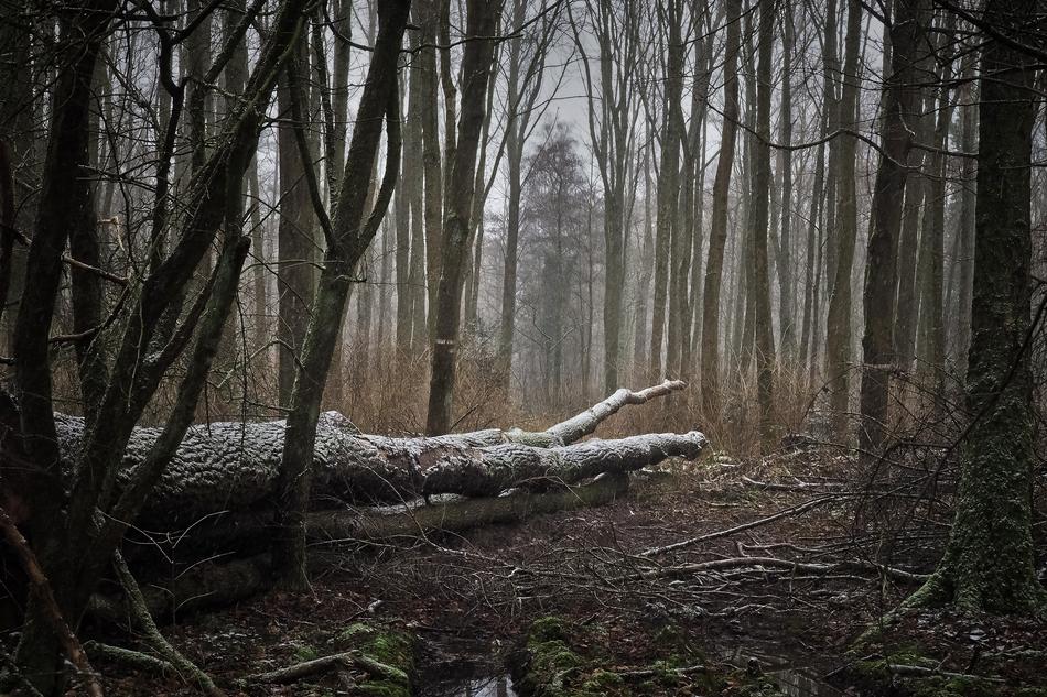 Forest Nature Landscape