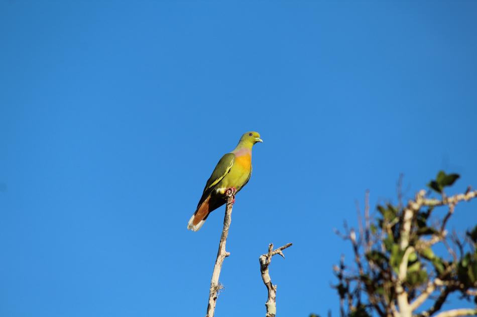Nature Sky Bird
