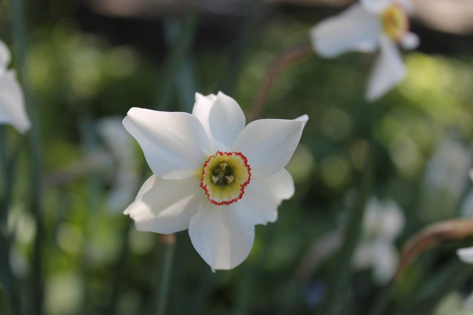 white flowers on a green bush landscape