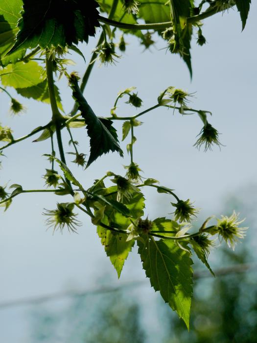 Hops Beer Umbel