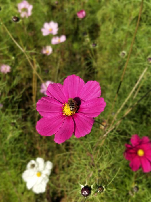Flower Nature Fall