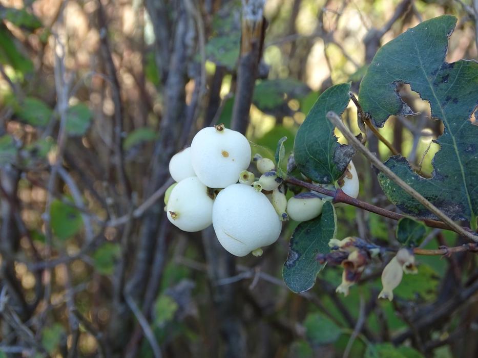 Berry Fetus Nature