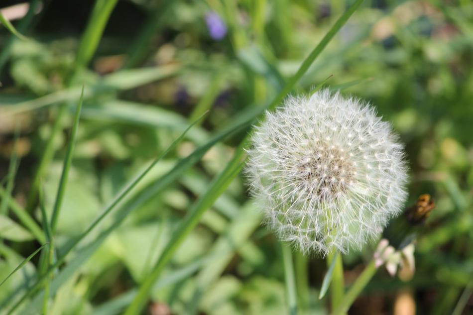 Plant Nature Flower