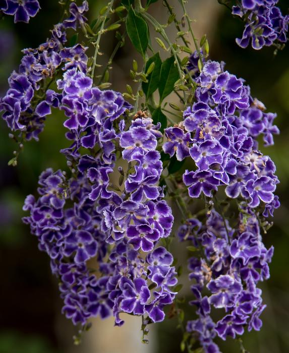 purple flower long