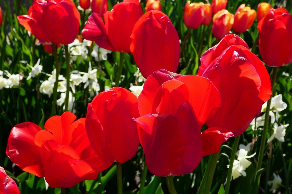 Tulip Garden Flower