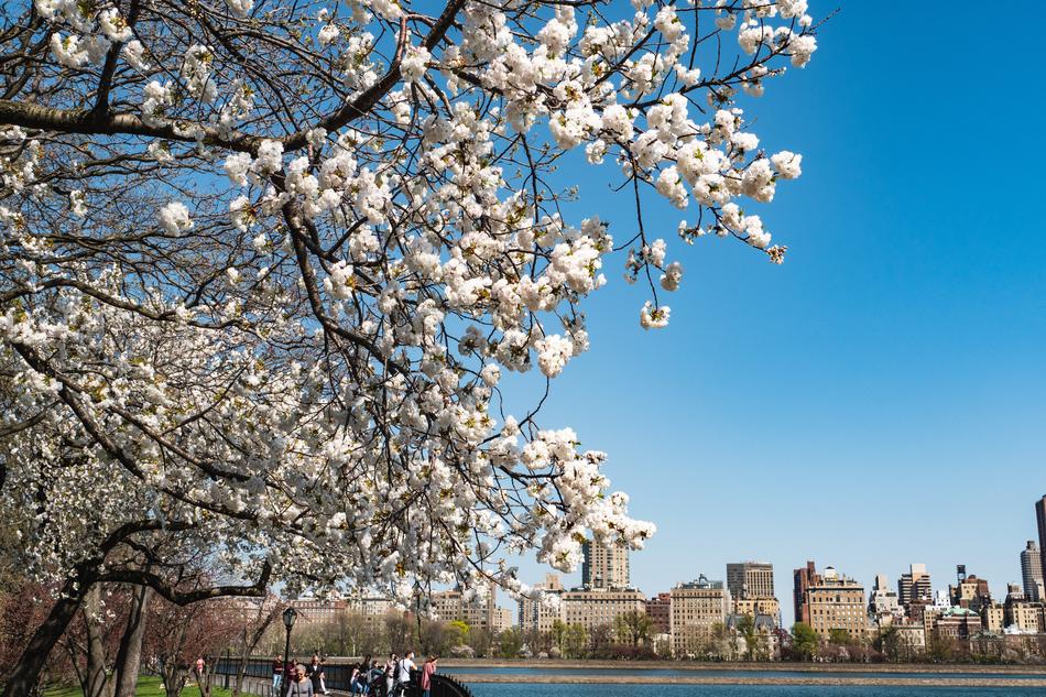 Central Park Spring Tree